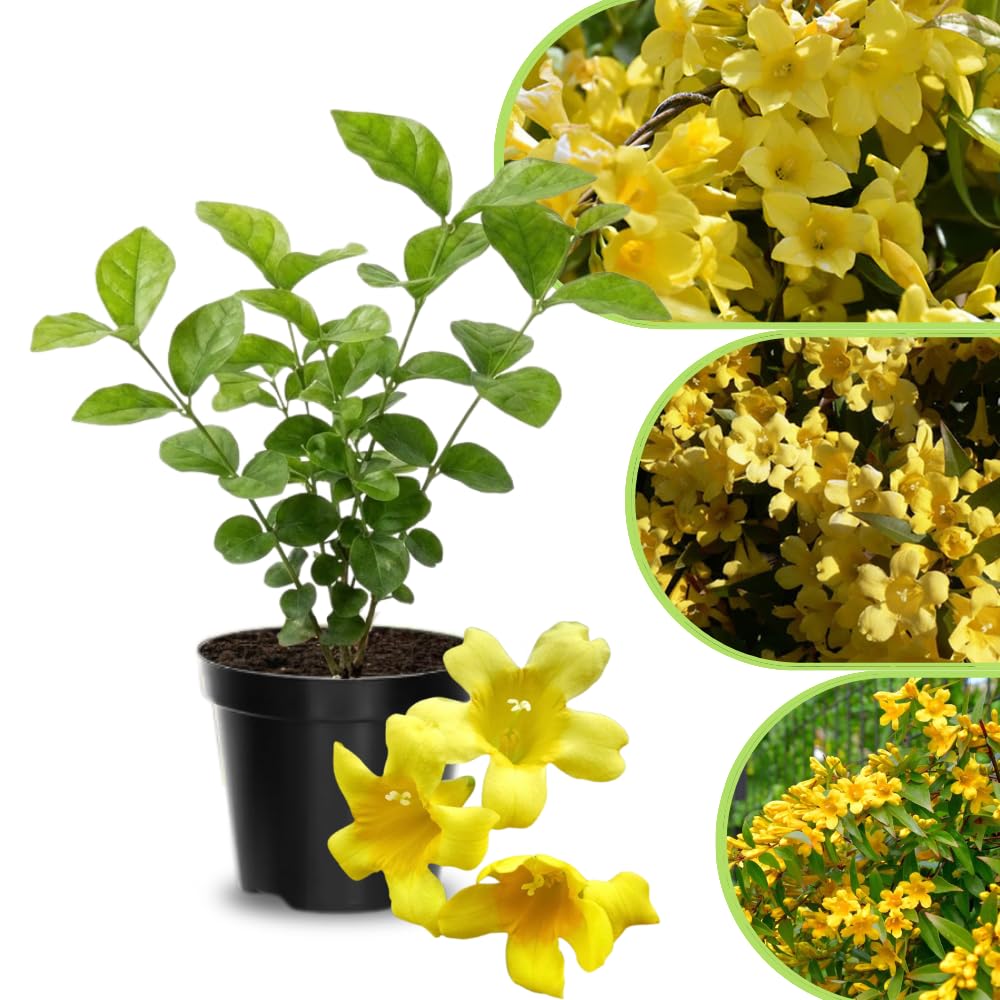 Jasmine Live Plant 4–8″ Tall, Jasmines Flower Vine, Fragrant White Blooms, Outdoor or Container Growing (Bright Yellow Jasmine)