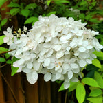 Hydrangea Plant Live Tree Dormant in Winter, Vibrant Color Bloom, 5-11" Well-Rooted Hydrangea Shrub Bush for House Planting Outdoor (White Flower)