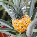 2 Pineapple Plants Live to Grow 5 to 8 Inch Tall, Sweet Pineapple Fruit Tree Live Plant for Outdoor (Gold Pineapple)