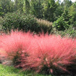 Clump 5-9" Muhly Grass Live Plant for Spring Planting, Ornamental Grass, Perennial Grasses Fast-Growing, Vibrant Color (Ruby)