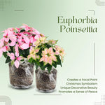 2 Multi Varieties Poinsettia Plants Live, Salmon Peach Poinsettia Flowers for Holiday Christmas Gift, Decoration Houseplant 5-10" in Tall, No Pot