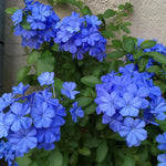 3 Blue Plumbago Plants Live, Plumbago Flower Live Plants, 4 to 6 Inc Tall, Tropical Shrub Plant