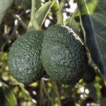 1 Year Old Live HASS Avocado Tree Plant, Well-Rooted Fruit Tree in Half Gallon Pot, 8–16 Inch, Easy to Grow, No CA