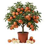Honey Crisp Apple Tree Live Plant, Apple Fruit Tree, 6-10 Inch Tall