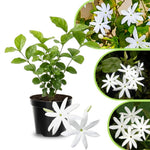 Jasmine Live Plant 4–8″ Tall, Jasmines Flower Vine, Fragrant White Blooms, Outdoor or Container Growing (Highly Fragrant Jasmine)