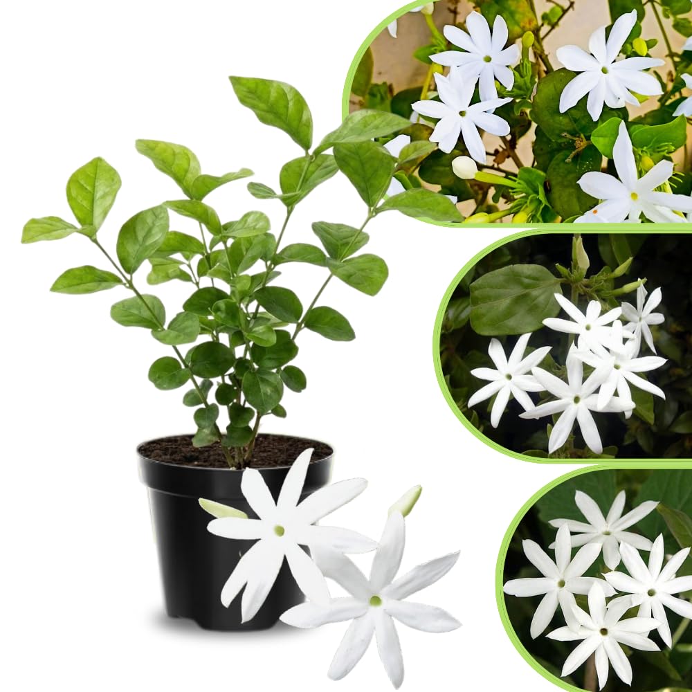 Jasmine Live Plant 4–8″ Tall, Jasmines Flower Vine, Fragrant White Blooms, Outdoor or Container Growing (Highly Fragrant Jasmine)
