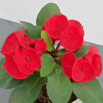 Set 2 Red Euphorbia Milii Plants, Crown of Thorns Live Plant, 5-8 Inc Tall, Hardy Euphorbia Flowering Houseplants