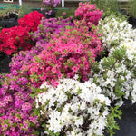 Mix Azalea Live Plant, Rhododendron Flowering Shrub for Outdoor Planting, 10 Inches Tall, Hardy Azalea Bush for Landscape and Garden