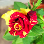Yellow Deep Red Striped Climbing Rose Live Plants Bushes Fragrant Well Rooted - No Leaf - Cut Back for Planting, No Pot, 5-9 Inc Tall