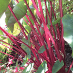 Colocasia Elephant Ears Live Plant, Alocasia Plant, Esculenta Taro Live Houseplant, 5-7 Inc Tall (Green Leaf, Red Stem)