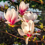 Set of 2 Magnolia Trees Live, 8-12 Inches Tall Cuttings Hardy Fragrant Flowering Magnolia Plants for Outdoor Garden (Jane Magnolia)