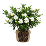 Frostproof Jasmine Live Plant – Sweetly Fragrant White Flower Vine, Fragrant Indoor & Outdoor 4-6” Tall Decorative Plant