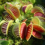 3 Green Venus Flytraps Plants Live, Starter Plants Fly Trap Dionaea Muscipula for Plantsing
