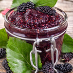 Pack 3 Mulberry Tree Live Plant for Growing 4 to 8 Inch Tall, Dwarf Everbearing Mulberry Bush Live Plant, Mulberry Plant Live Home Garden (Dwarf Mulberry)