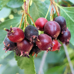 Serviceberry Live Plant, Ornamental Flowering Shrub, 1-2 Feet Tall