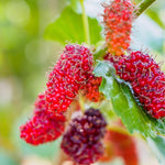 Mulberry Tree Live Plant 5 to 8 Inc Height, Sweet Mulberry Bush Live Plant, Mulberry Plant Live (Red Mulberry)