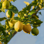 Live Meyer Lemon Tree Plant, Lemon Citrus Fruit Tree, 2-4 Inches Tall in 4 Inch Pot, Ready for Planting