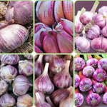 3 Jumbo Purple Garlic Bulbs for Planting in Spring, High Yield Hardneck Garlic Cloves Seeds, Fresh, Cold Hardy and Fast Growing, Various Varieties