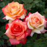 Rose Bush Live Plant, Heirloom Rose Plant Live for Planting, 5-10 Inch Tall, Fragrant Flowers Well Rooted Starter Plant, No Pot (Sunset Rose)