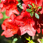 Live Azalea Plant, Hardy Rhododendron Flowering Shrub, 10 Inches Tall for Growing (Red)