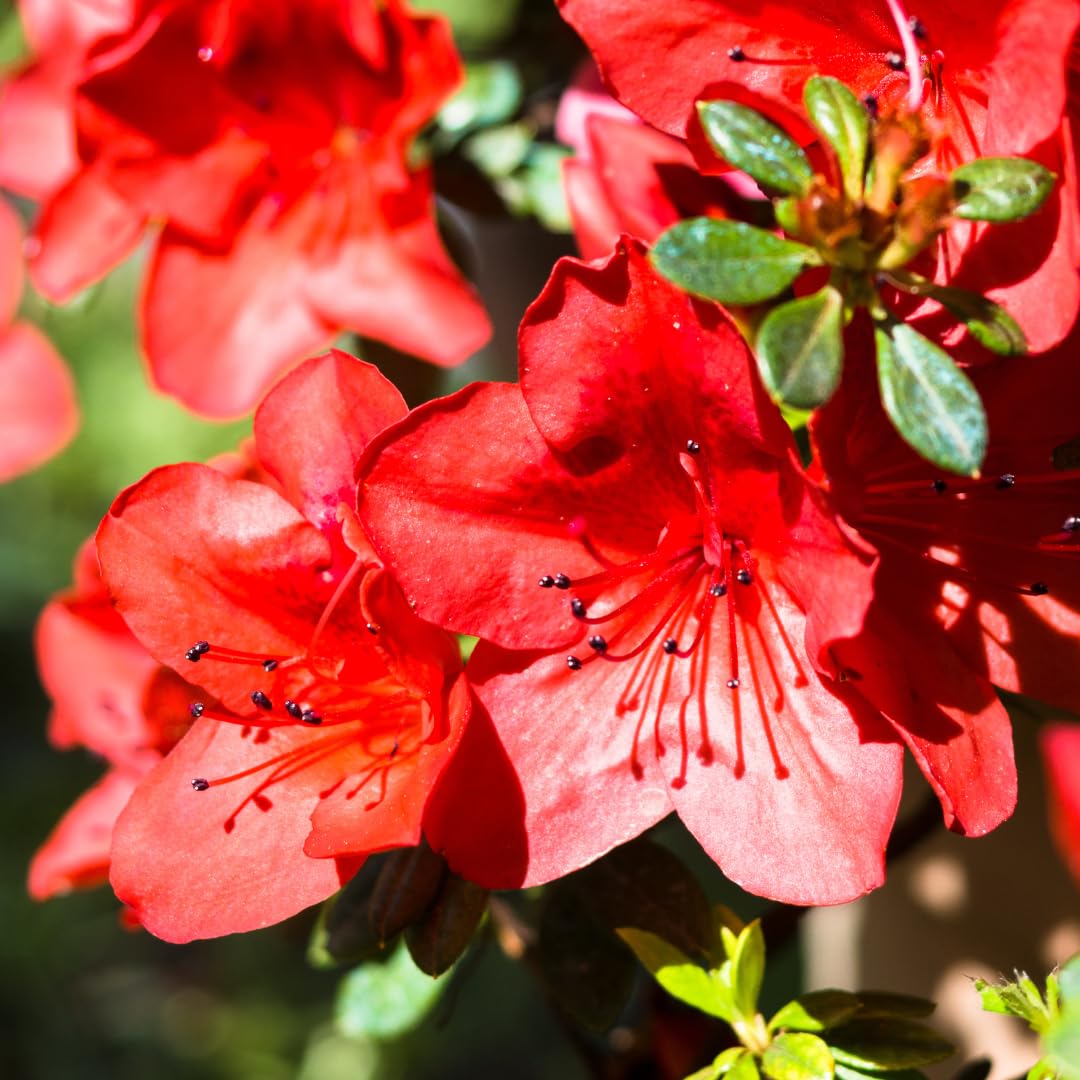 Live Azalea Plant, Hardy Rhododendron Flowering Shrub, 10 Inches Tall for Growing (Red)