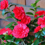 Camellia Plant Live, Camellia Japonica Tree Live Plant, 4 Inc Potted Bush Plant, Fragrant Flower Plants (Red)