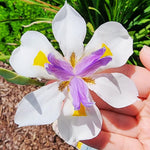 Set 2 African Iris Live Plant, Iris Flower Plant for White Blooms, Low Maintenance and Ready for Planting, Well Rooted from 4 to 6 Inches Tall