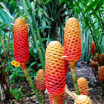 12 Shampoo Ginger Rhizomes for Planting, Zingiber Zerumbet Roots, Hardy Perennial Red Pinecone Ginger Roots for Outdoor Garden