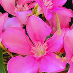 2 Live Oleander Plants, Pink Oleander Plants from 4 to 7 Inches Long