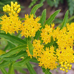 4 Yellow Milkweed Plants Live 4-9 Inc Tall, Tropical Milkweed Plants Well Rooted, Outdoor Growing