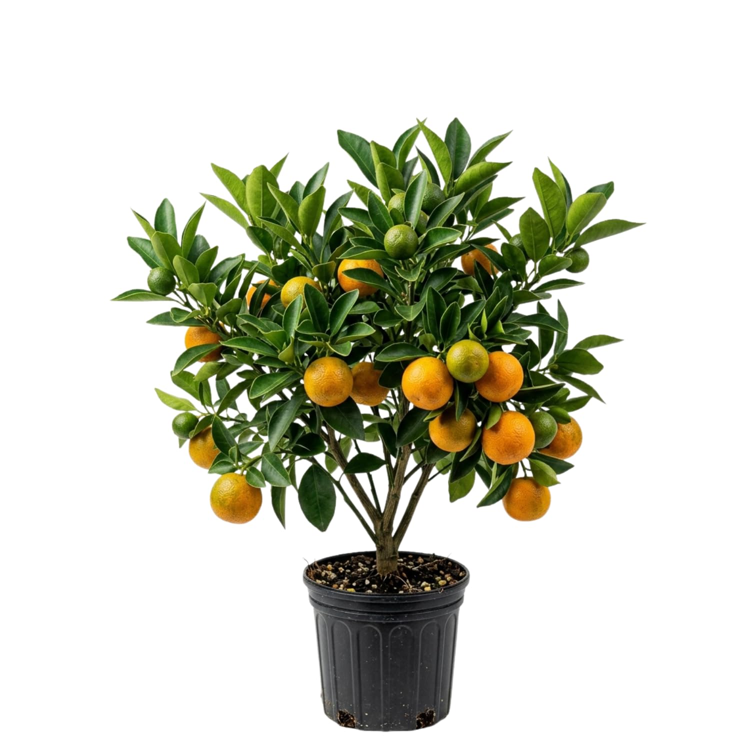 Valencia Orange Plant Live, Orange Fruit Citrus Tree Plant in Gallon Pot, 2-3 Ft Tall, Sweet Citrus Tree for Garden or Contaniers