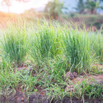 10 Lemon Grass Stalks Plants for Outside Live, Bare Root Lemongrass Plants Live Fresh Well-Rooted, Lemongrass Herb