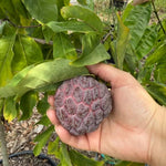 Red Sugar Apple Tree, Sweet Red Custard-Like Fruit Tree in Half Gallon Pot, 6-12 Inches, Ready to Grow for Outdoor Garden