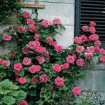 Climbing Rose Live Plant Well Rooted, No Leaf, Ready to Plant Indoor Outdoor, Climber Rose Bush, Hybrid Tea Rose Like, Very Fragrant, Long Bloomer (Pink - Deep Pink)