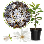 Magnolia Tree Live Plant 6 to 14 Inch Height, Fragrant Magnolia Plant Live to Grow, Magnolia Bush Flowers in Pot (Star Magnolia)