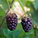 4 Boysenberry Plants Live for Growing 5 to 8 Inch Height, Sweet Boysenberry Fruit Trees Live Plants to Grow