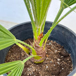 Live Palm Tree Plant in 3 Gallon Pot, No CA, Large Fully Rooted Size, Ready to Plant for Home Décor Indoor Outdoor Landscape, Rare Palm Trees, European Fan Palm