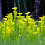 Yellow Nepenthes Pitcher Plant Live in Pot, Pond Plant, Exotic Tropical for Indoor Outdoor Décor, Easy to Grow, Rare Variety, 7 Months Old