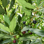 Bay Leaf Tree Live Plant, Laurus Nobilis Sweet Bay Laurel, 6-10" Tall in 4" Pot, Fragrant Culinary Herb Tree