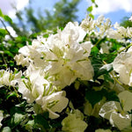 3 Bougainvillea Vine Plants, Bougainvillea Plants Live for Outdoor Landscaping and Containers, 4-7 Inch Tall Well-Rooted, No Pot (Variegated White Bougainvillea)