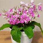 Cherry Ice Streptocarpus Lady Slipper Plants in 3.25 Inch Pot, Live Flowering Houseplant for Patio, Containers and Indoor Gardening