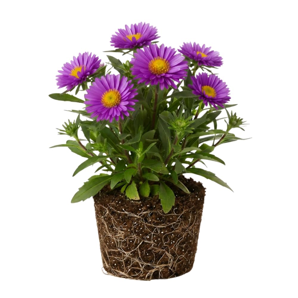 Aster Plants Live, Asters Perennial Live Plants, Vibrant Purple Blooms, 5 to 7 Inches Tall, Ideal for Indoor Outdoor Gardening