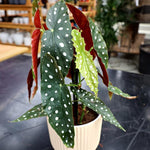 2 Begonia Live Plants Outdoor, Angel Wing Begonia Maculata Plants Live, 5-9" Tall, Ornamental Foliage Houseplant for Home or Office (Pink White Spot)