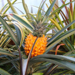 1 Sugarloaf Pineapple Plant Live for Planting, Sweet Pineapple Fruit Tree Live Plant 5 to 8 Inch Tall, Pineapple Starter Plants