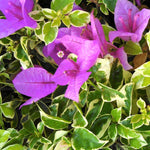 Set 2 Blueberry Ice Bougainvillea Plants Live, Flowering Bougainvillea Vine 4-8 Inches Tall, Climbing Plant for Outdoor Garden and Trellis