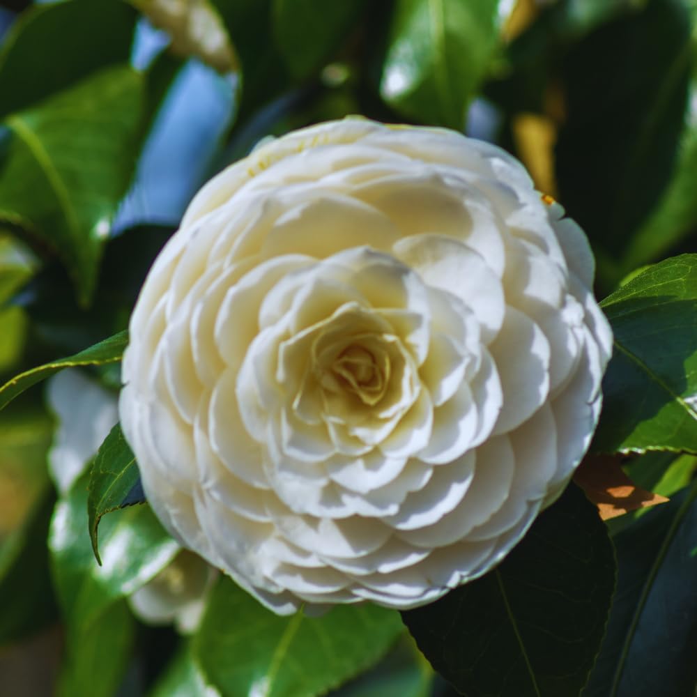 White Camellia Plant Live, Camellia Japonica Tree, 5 to 10 Inc Tall, Flower Bush Plant Pot, 4 Inc