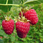 2 Raspberry Plants Live for Planting, Raspberry Bush Live Plants, Size 5-8 Inch Tall, Sweet Raspberry Trees, Well-Rooted (Red Raspberry)