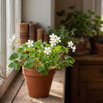 Oxalis Shamrock Live Plant 3-6 Inches Tall, Shade Loving Shamrock Plant for Patio Pots, Containers and Home Decor