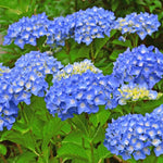 Hydrangea Plant Live Tree, Blue to Purple Pink Color Bloom, 5-10" Well-Rooted Hydrangea Shrub Bush for House Planting Outdoor, Dormant