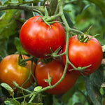 2 Better Boy Tomato Plants Live, 4-8 Inch Tall, Tomato Live Plants Well-Rooted for Garden